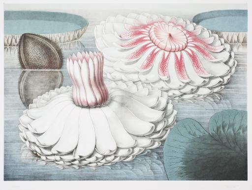 William Sharp (1803–1875); John Fisk Allen (1785–1865), untitled (intermediate stages of bloom)