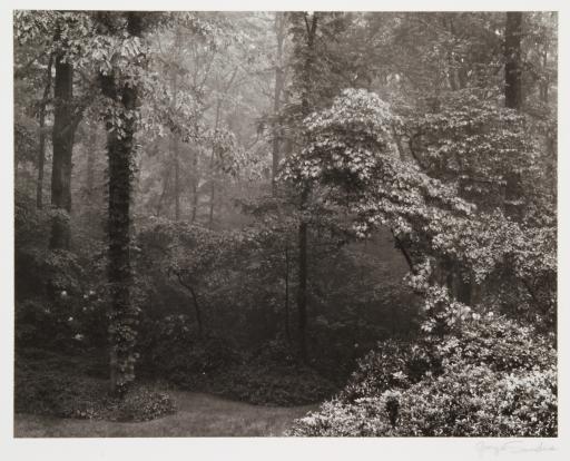 untitled (landscape of Bethesda, Maryland)