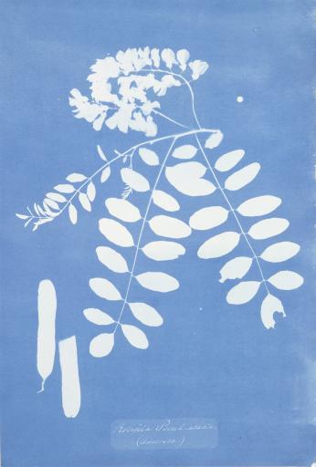 Anna Atkins (1799–1871), Robinia pseudo-acacia (America)