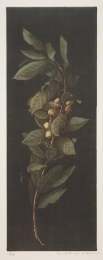 untitled (laurel tree),  Ito Wako