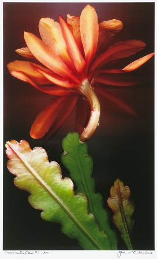 Orchid Cactus Flower #1